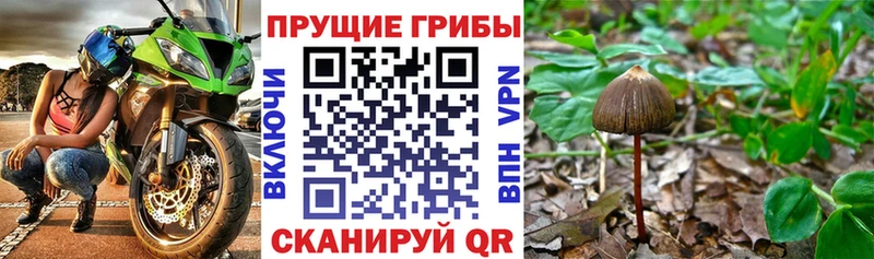 hydra ССЫЛКА  Лакинск  Псилоцибиновые грибы Psilocybe 